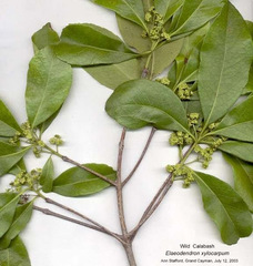 Elaeodendron xylocarpum