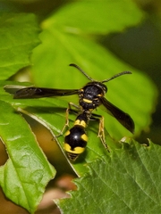Eumenes coronatus