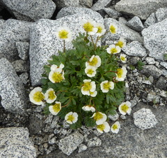 Ranunculus glacialis