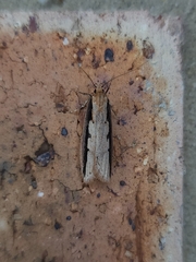 Leptocroca sanguinolenta