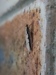 Leptocroca sanguinolenta