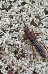 Necydalis laevicollis