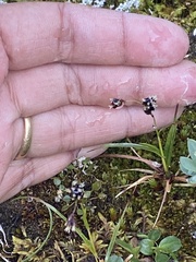 Luzula arcuata unalaschcensis