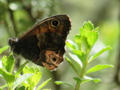 Paramacera xicaque xicaque