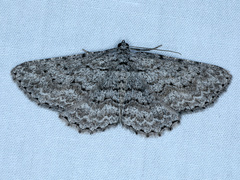 Psilosticha absorpta