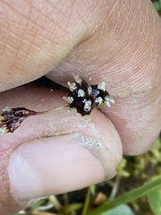 Luzula arcuata unalaschcensis