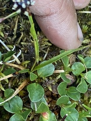 Luzula arcuata unalaschcensis