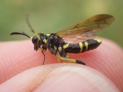 Tenthredo marginella
