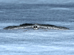 Psilosticha absorpta