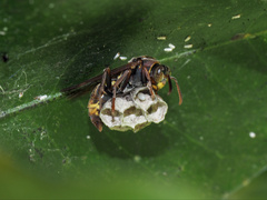 Polistes variabilis