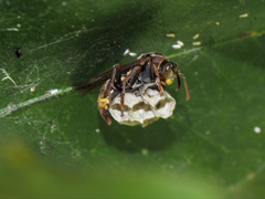 Polistes variabilis