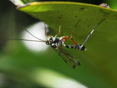 Leptobatopsis indica