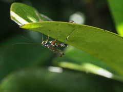 Leptobatopsis indica