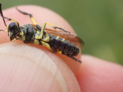 Tenthredo marginella