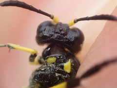 Tenthredo marginella