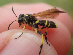 Tenthredo marginella