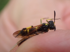 Tenthredo marginella