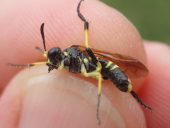 Tenthredo marginella