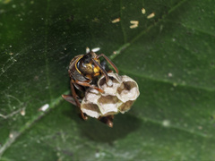 Polistes variabilis