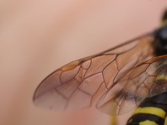 Tenthredo marginella