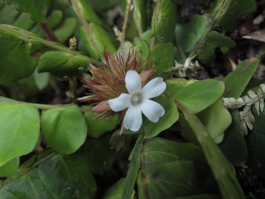 Biophytum somnians