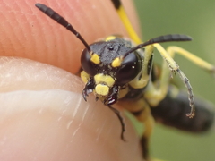 Tenthredo marginella