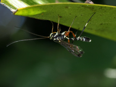 Leptobatopsis indica