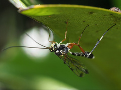 Leptobatopsis indica
