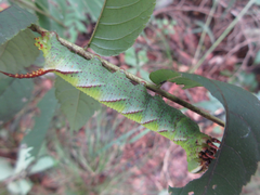 Phyllosphingia dissimilis
