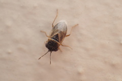 Geocoris megacephalus