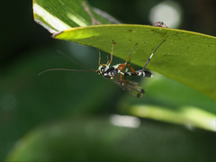 Leptobatopsis indica