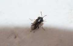 Geocoris lineolus