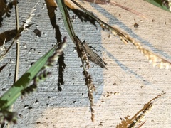 Melanoplus cinereus