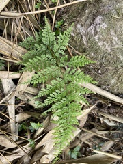 Athyrium minimum