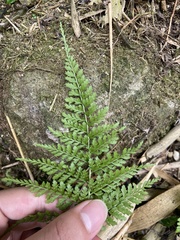 Athyrium minimum