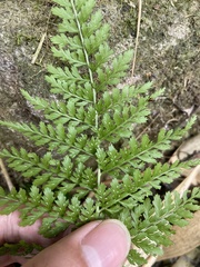 Athyrium minimum