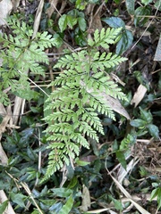 Athyrium minimum