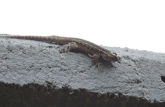 Sceloporus anahuacus