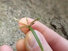 Cyperus laevis