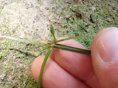 Cyperus laevis