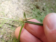 Cyperus laevis