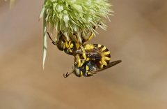 Icteranthidium grohmanni