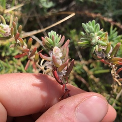 Camphorosmeae