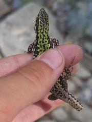 Podarcis muralis