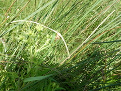 Orchelimum gladiator