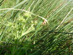 Orchelimum gladiator