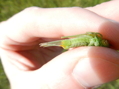 Orchelimum gladiator