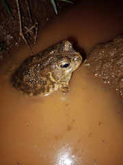 Sclerophrys gutturalis