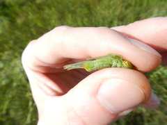 Orchelimum gladiator