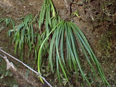 Haplopteris